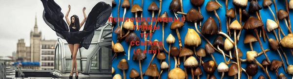 амф Няндома